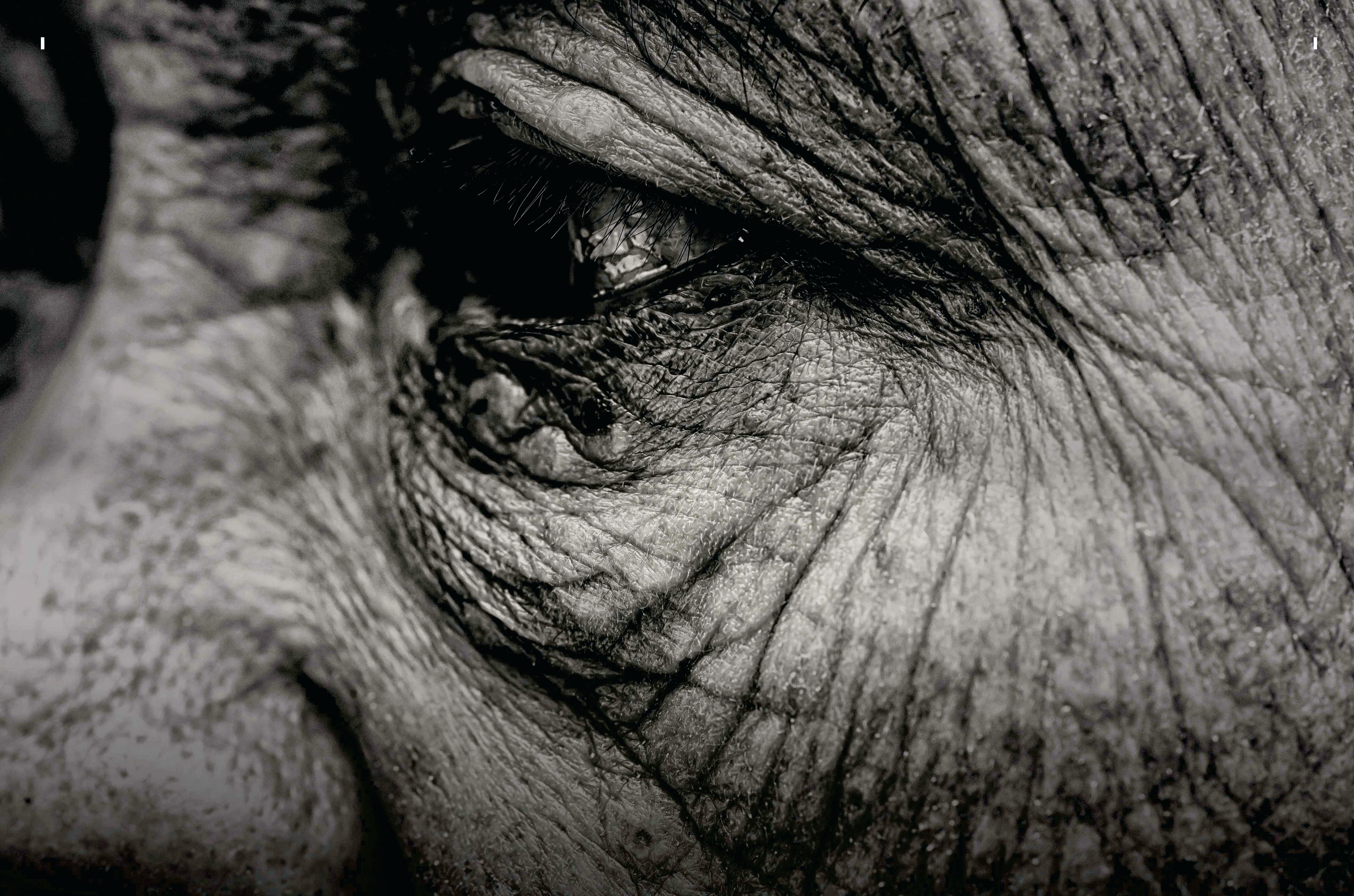 MICROBIOMES OF THE SUPERAGERS
