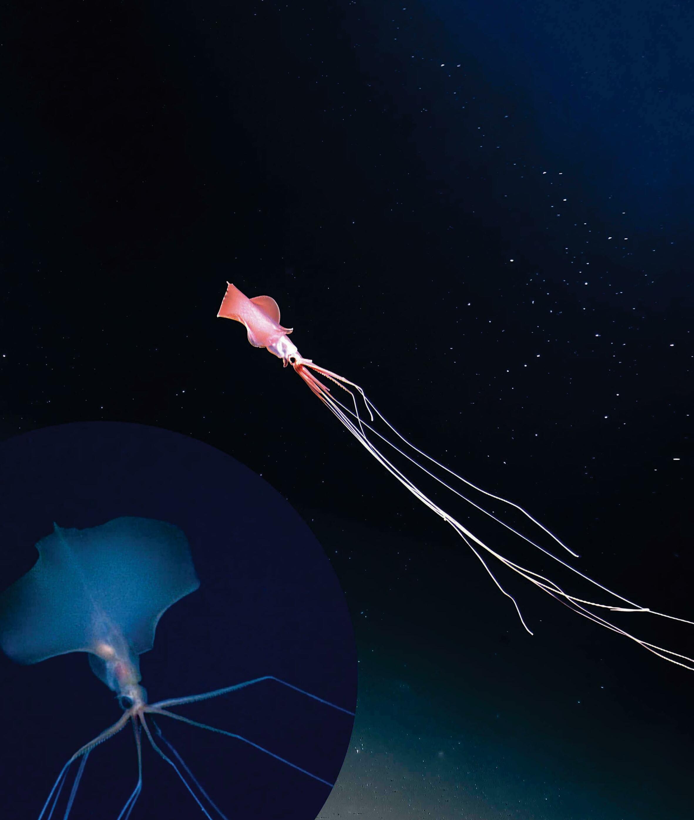 THE BIGFIN SQUID