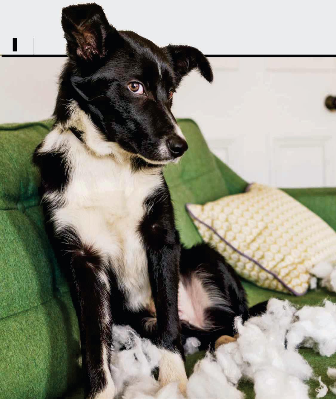 DOES MY DOG HAVE ADHD?