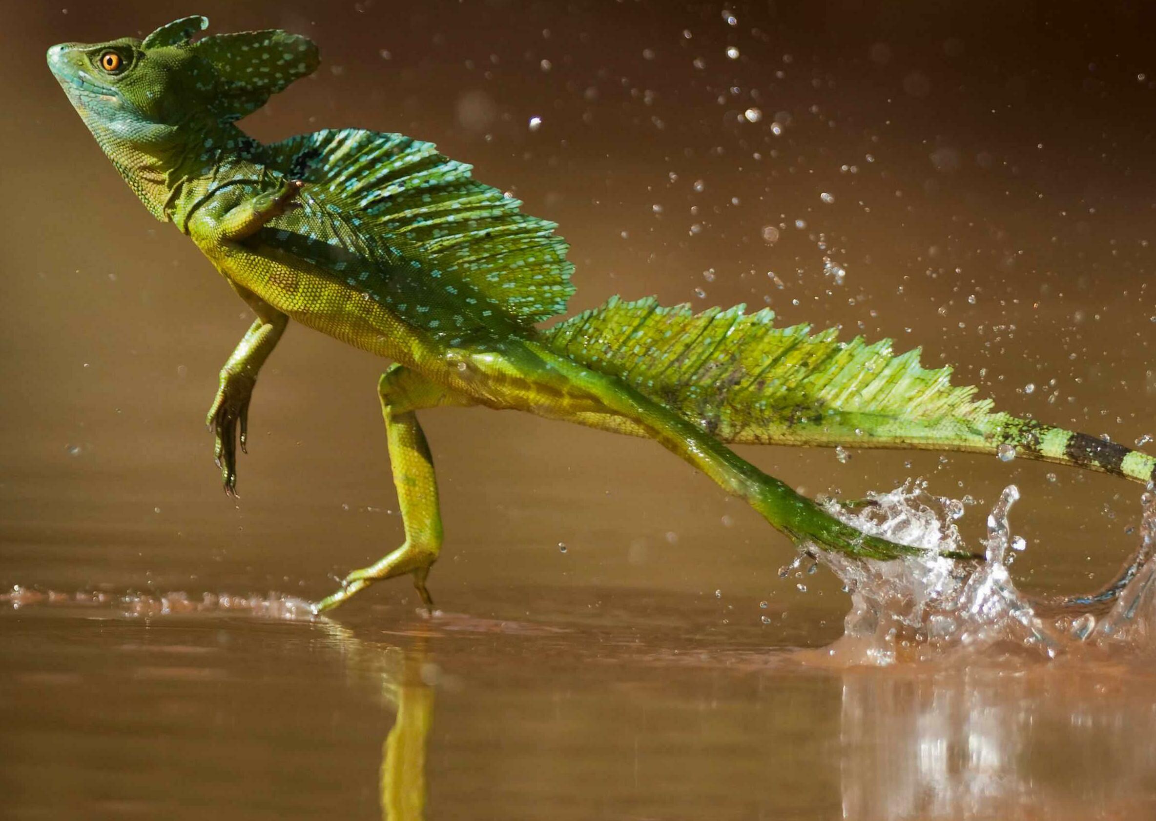 THE JESUS CHRIST LIZARD