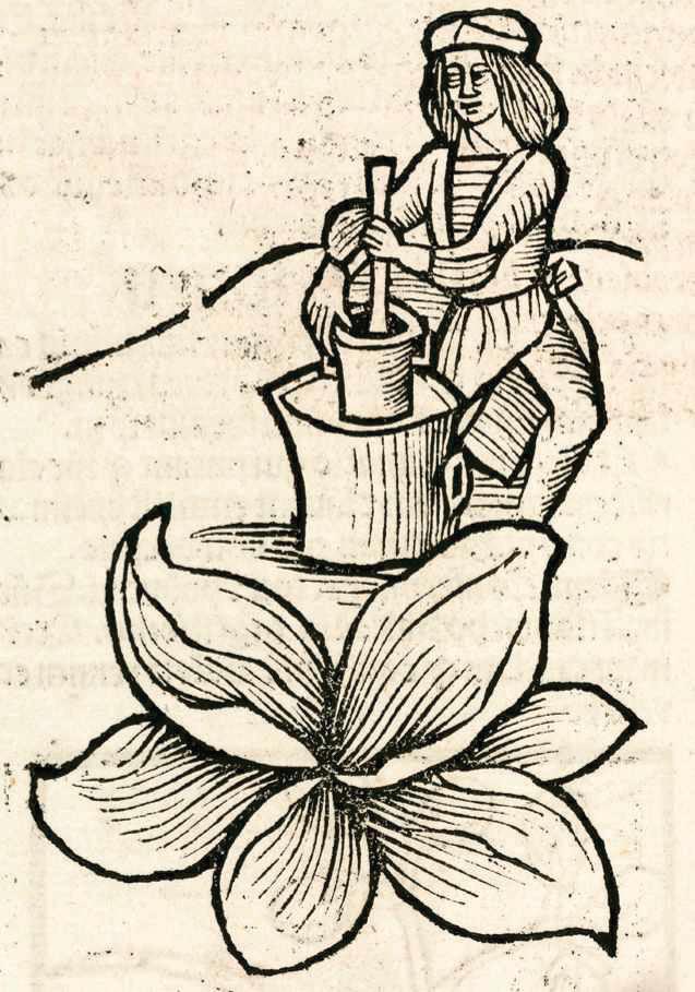 What plants were used in medieval first aid kits?