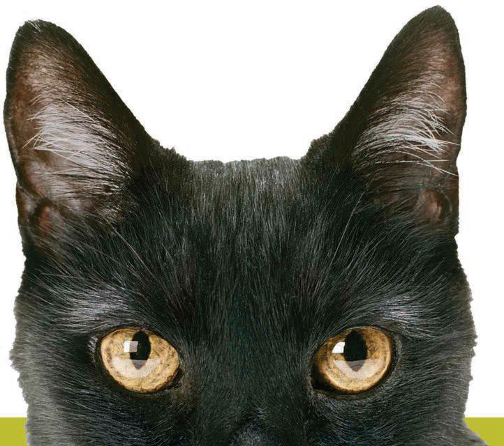 What was Project Acoustic Kitty?