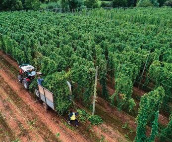 Pub closures and fewer hops leave UK brewers in a fight for survival