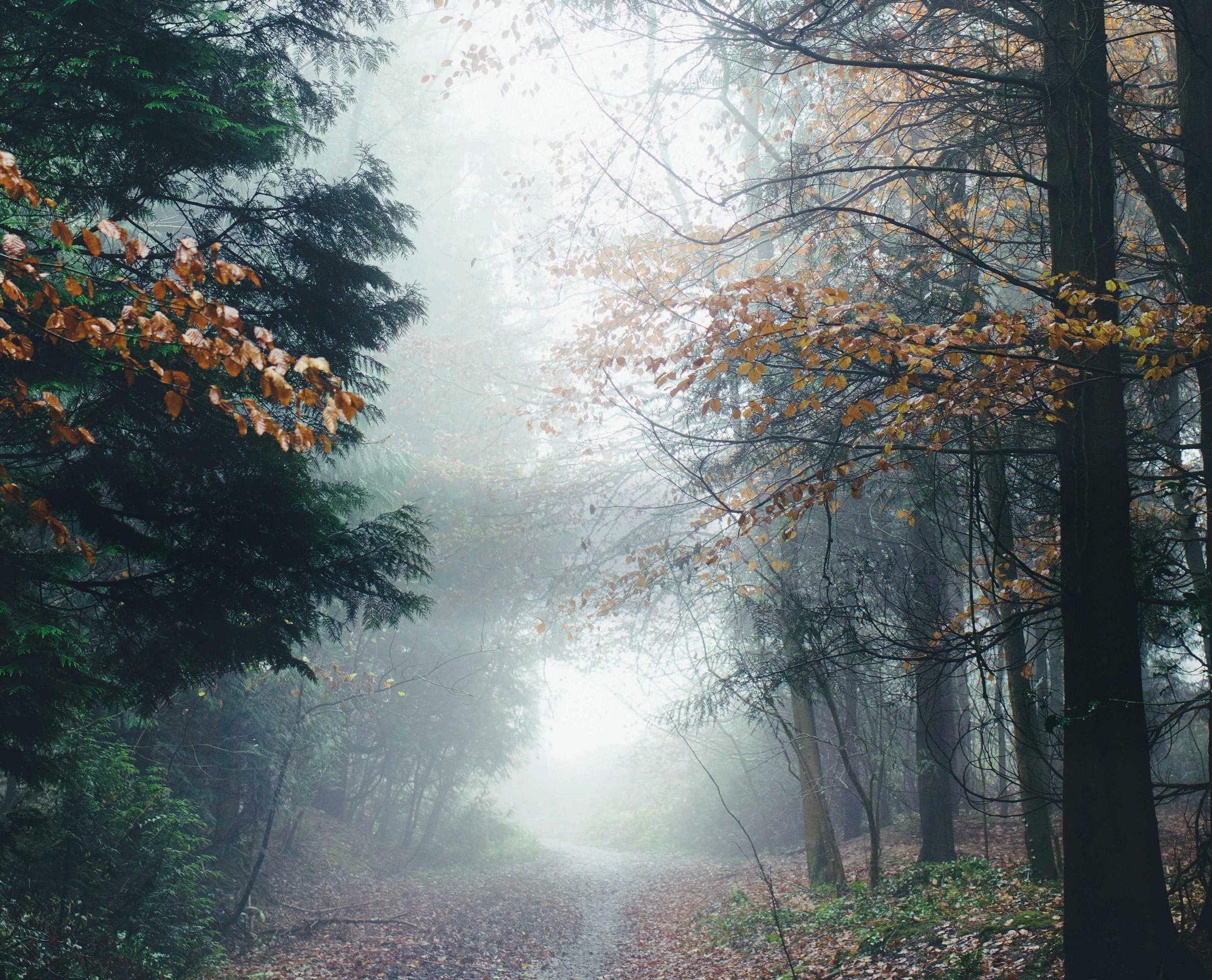 Vanishing fog