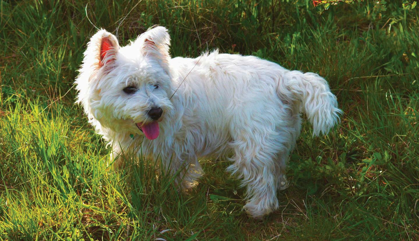Famous terrier breeds