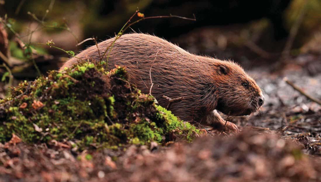 WILD BEAVERS LEGALLY RELEASED IN ENGLISH RIVERS