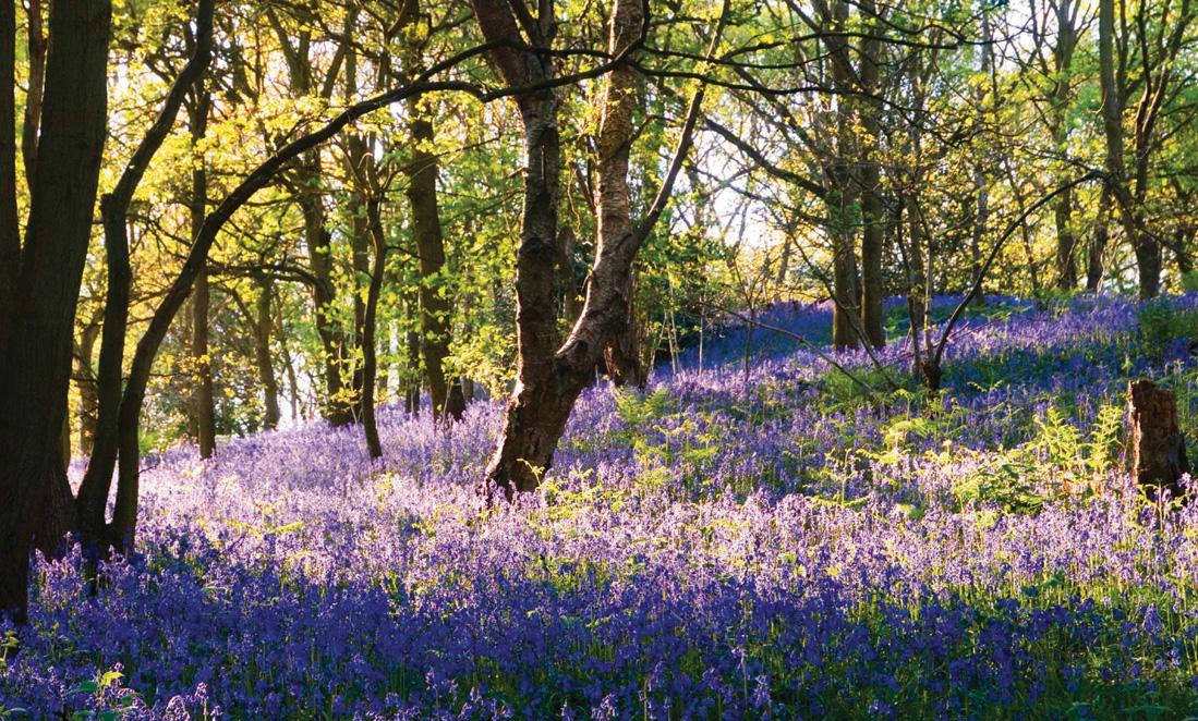 A NEW NATIONAL FOREST TAKES ROOT