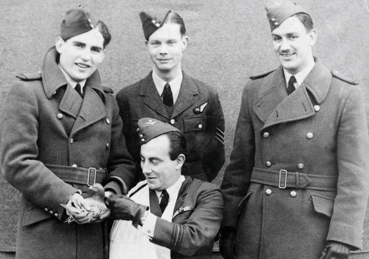 THE SECRET PIGEON SERVICE
