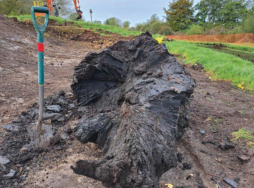 TREE ‘OLDER THAN STONEHENGE’ FOUND