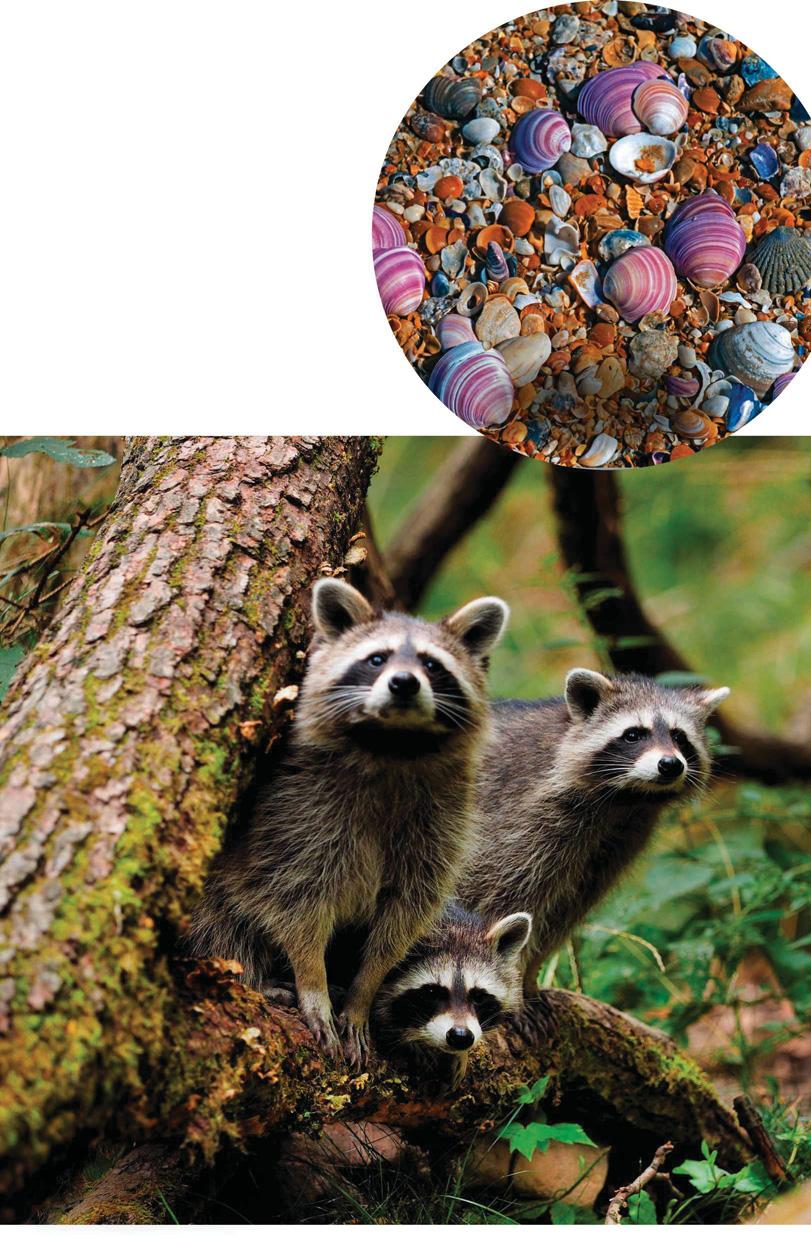 RACOONS AND PINK SALMON A THREAT TO UK WILDLIFE