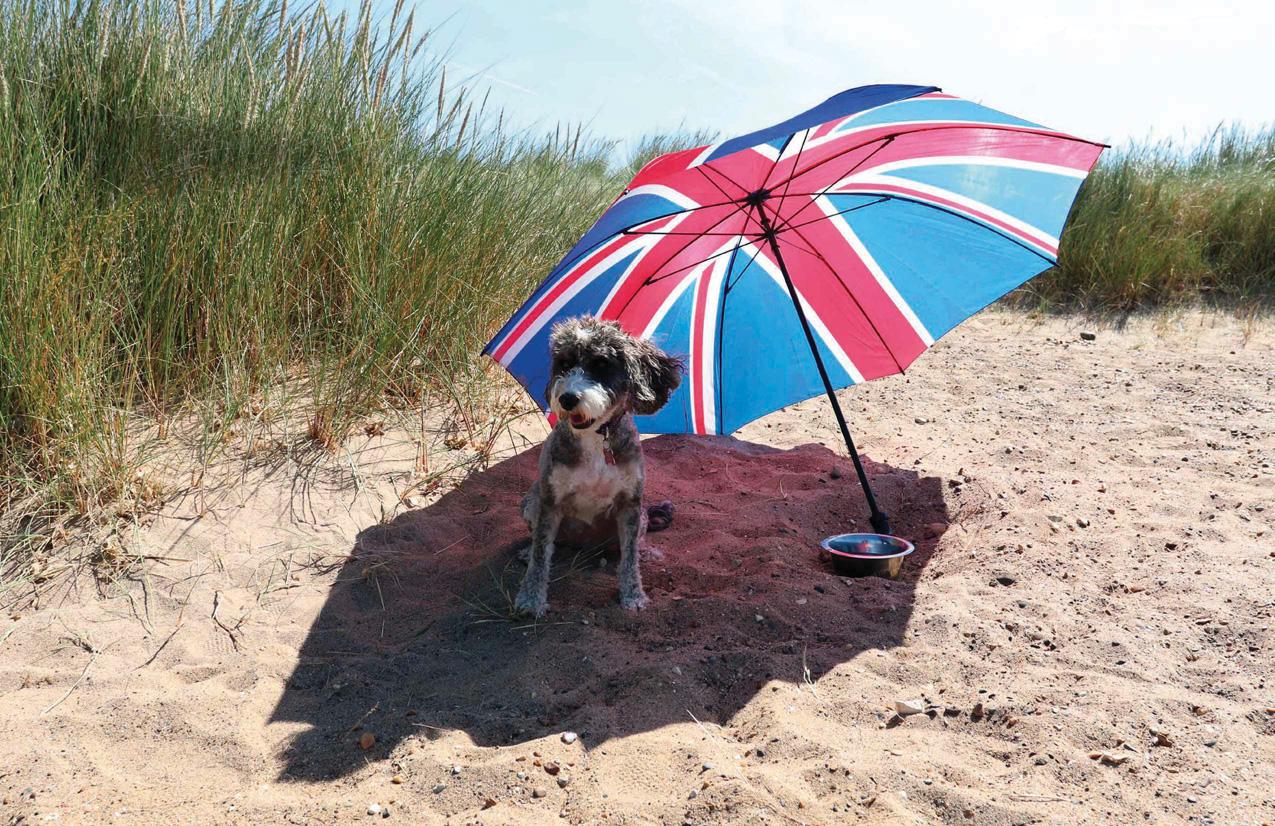 Do dogs get sunburnt?