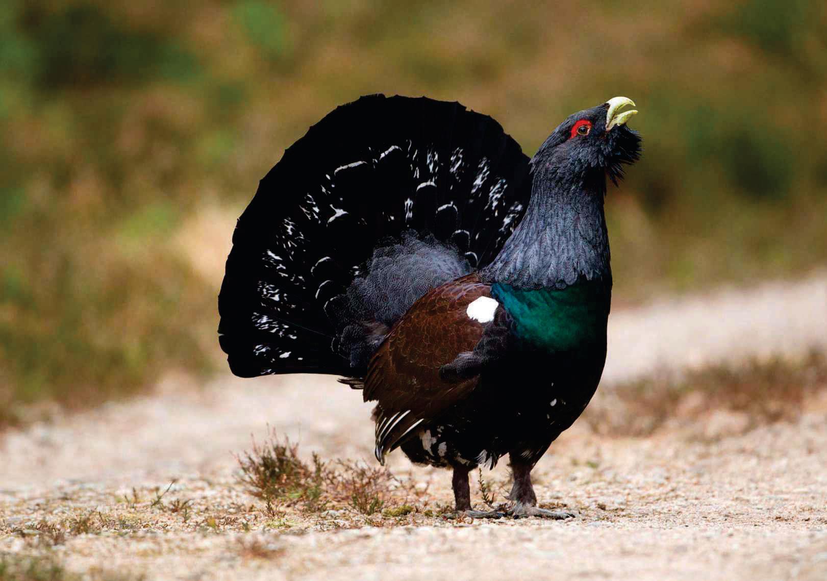 CAPERCAILLIES ENJOY A BABY BOOM IN THE SCOTTISH HIGHLANDS