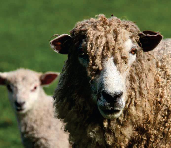 The sheep that changed farming forever is in a fight for survival