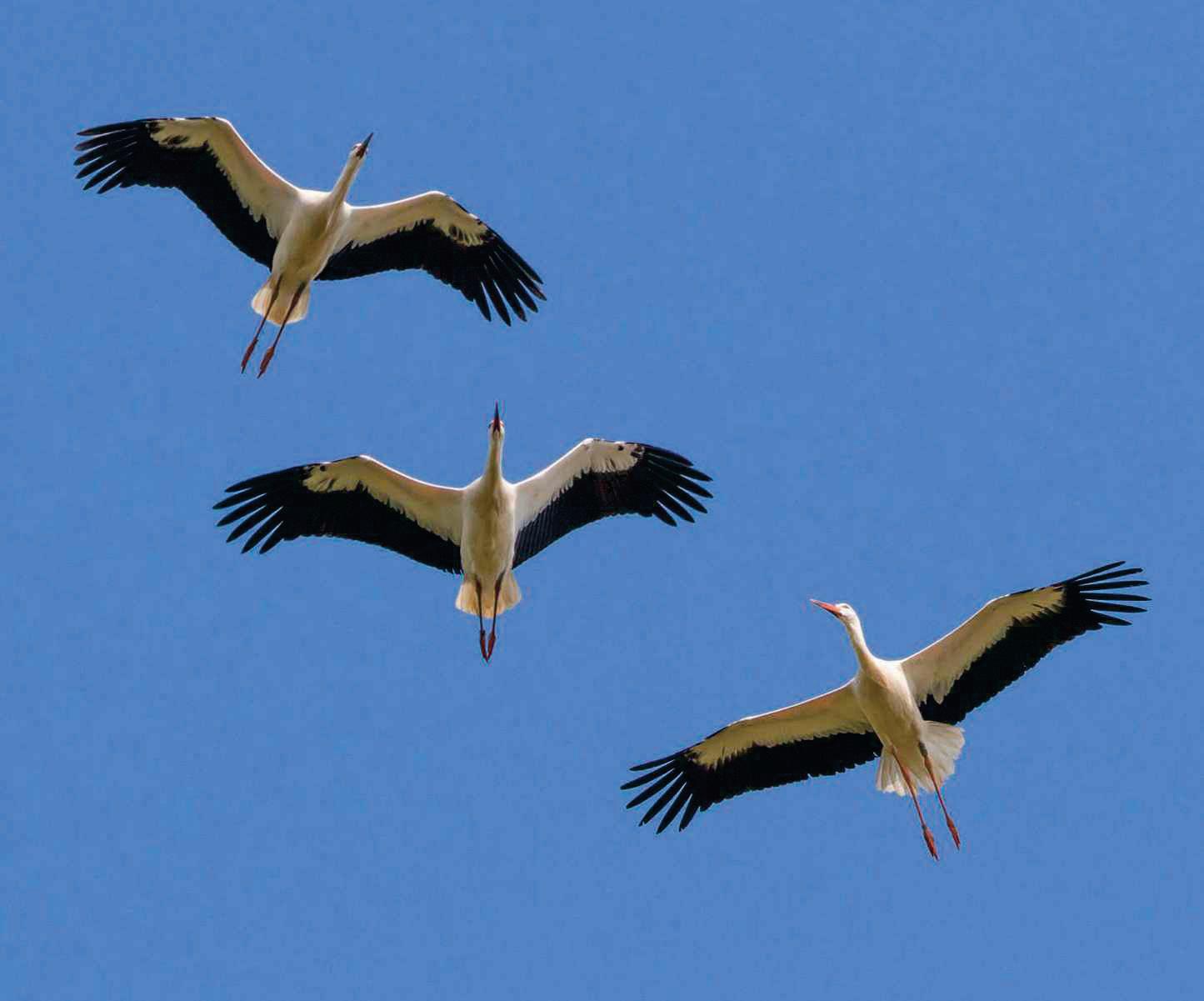 COULD WHITE STORKS RETURN TO LONDON?