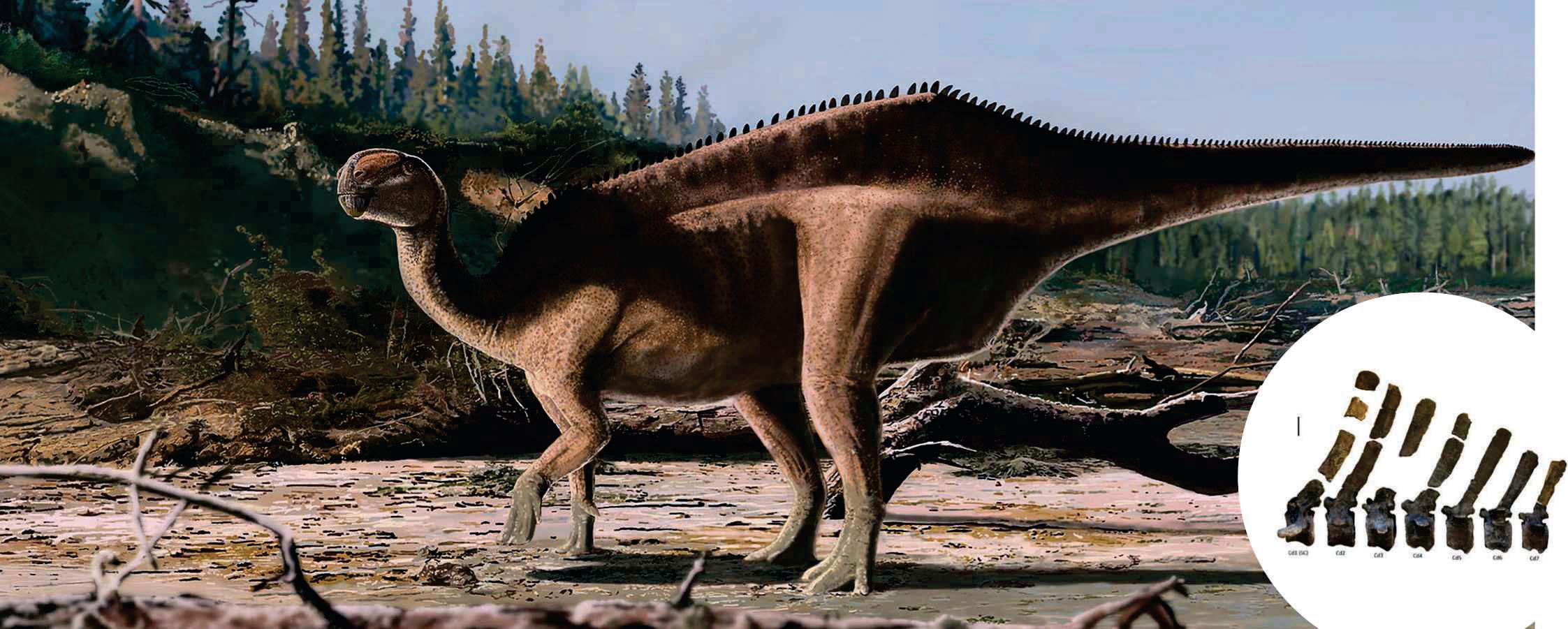NEWLY IDENTIFIED DINOSAUR SPECIES SPORTED A “STRIKING SAIL”