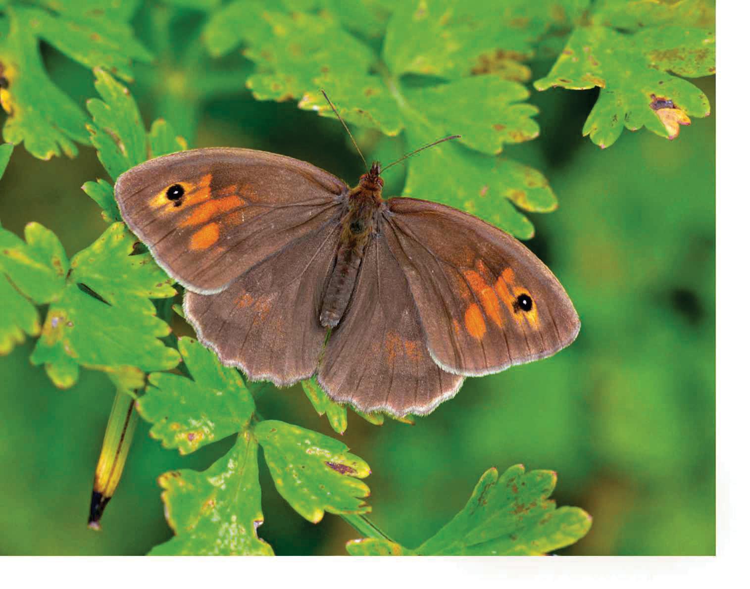 HOT SPRING AND SUMMER FAIL TO STEM BUTTERFLY DECLINE