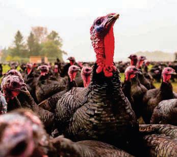 It's time to support the threatened British turkey industry