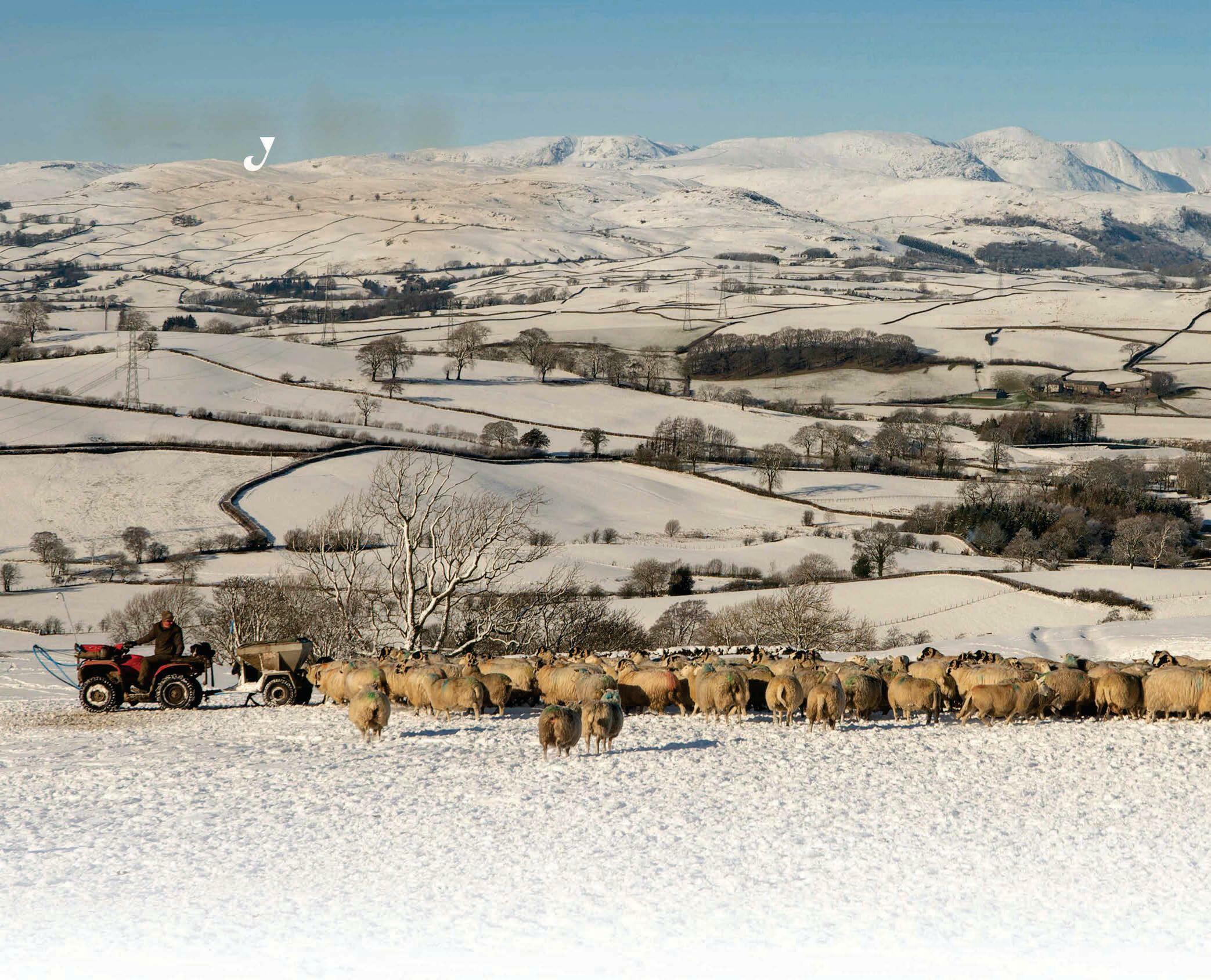 Away in a manger