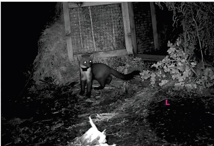 PINE MARTENS RETURN TO EXMOOR AFTER MORE THAN 100 YEARS OF ABSENCE