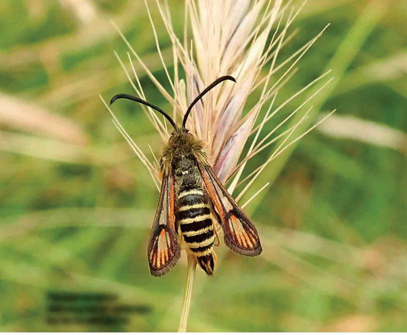CAMBRIDGESHIRE NATURE RESERVE RECORDS ITS 10,000TH SPECIES IN UK FIRST