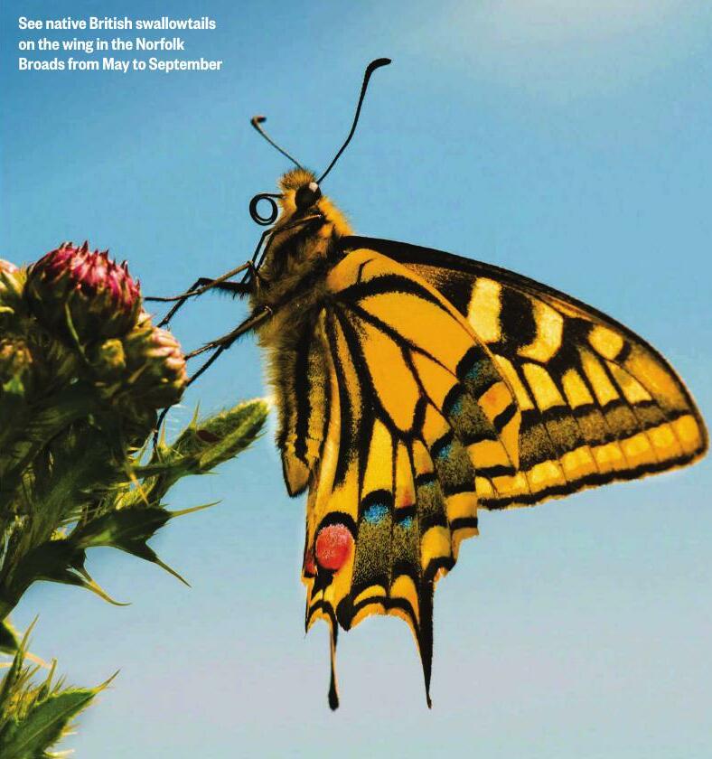SCIENTISTS FREEZE BUTTERFLY EGGS IN WORLD-FIRST EXPERIMENT