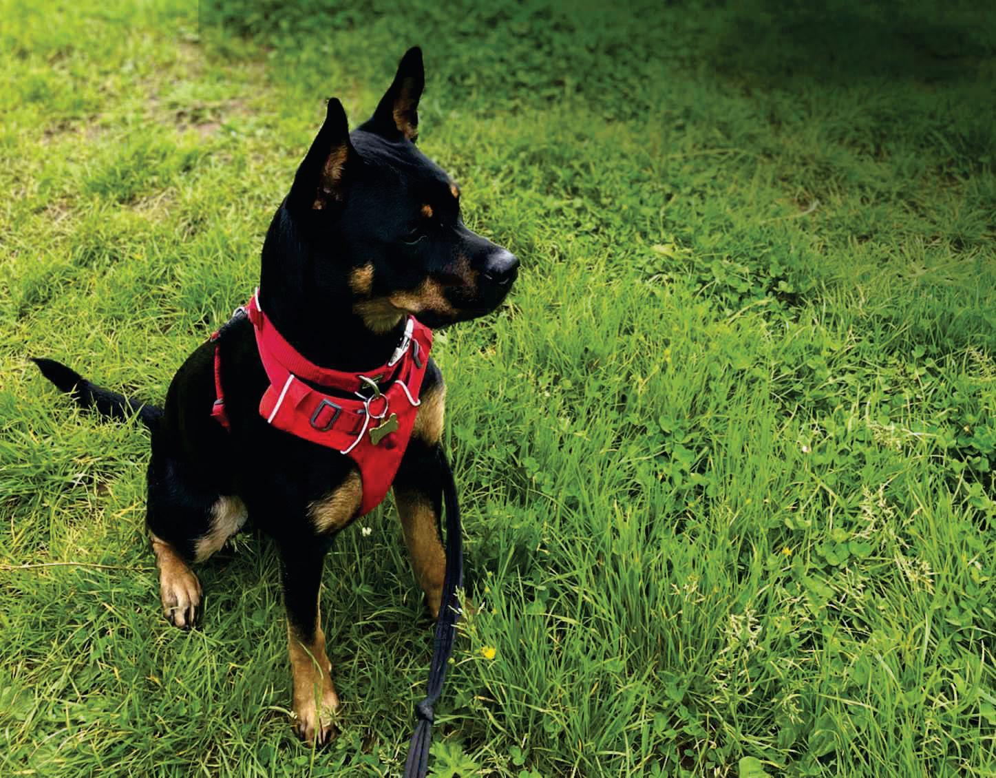 Dog DNA tests
