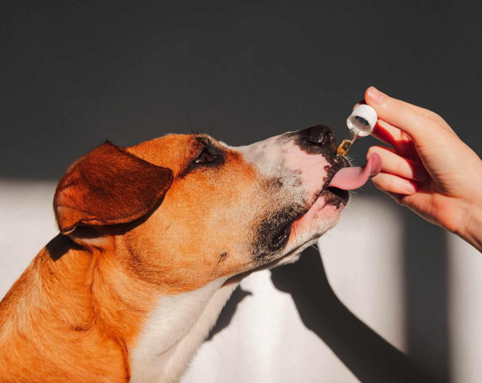 CBD COULD LOWER DOGS' AGGRESSION, STUDY FINDS