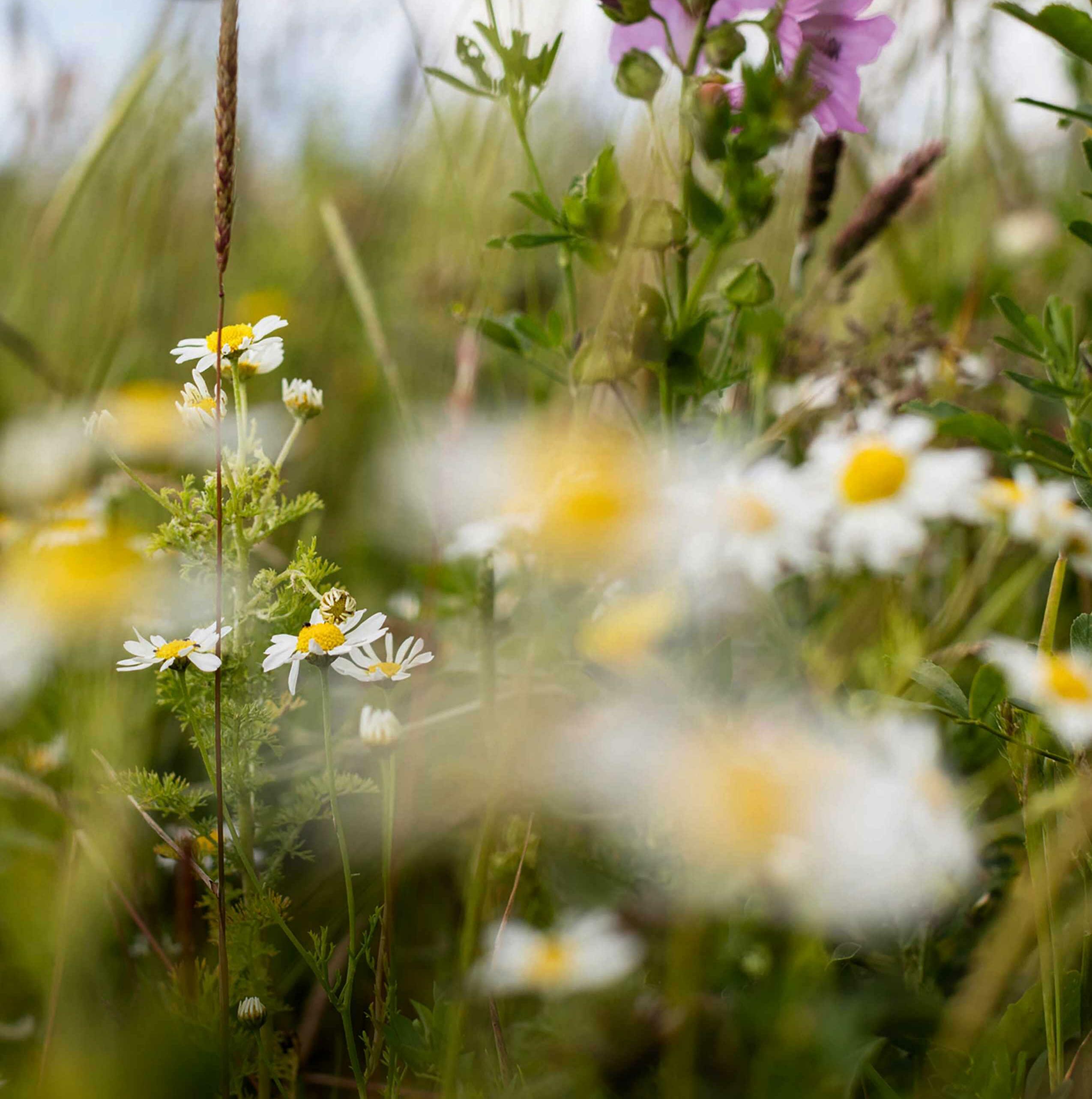 Rewilding a kingdom