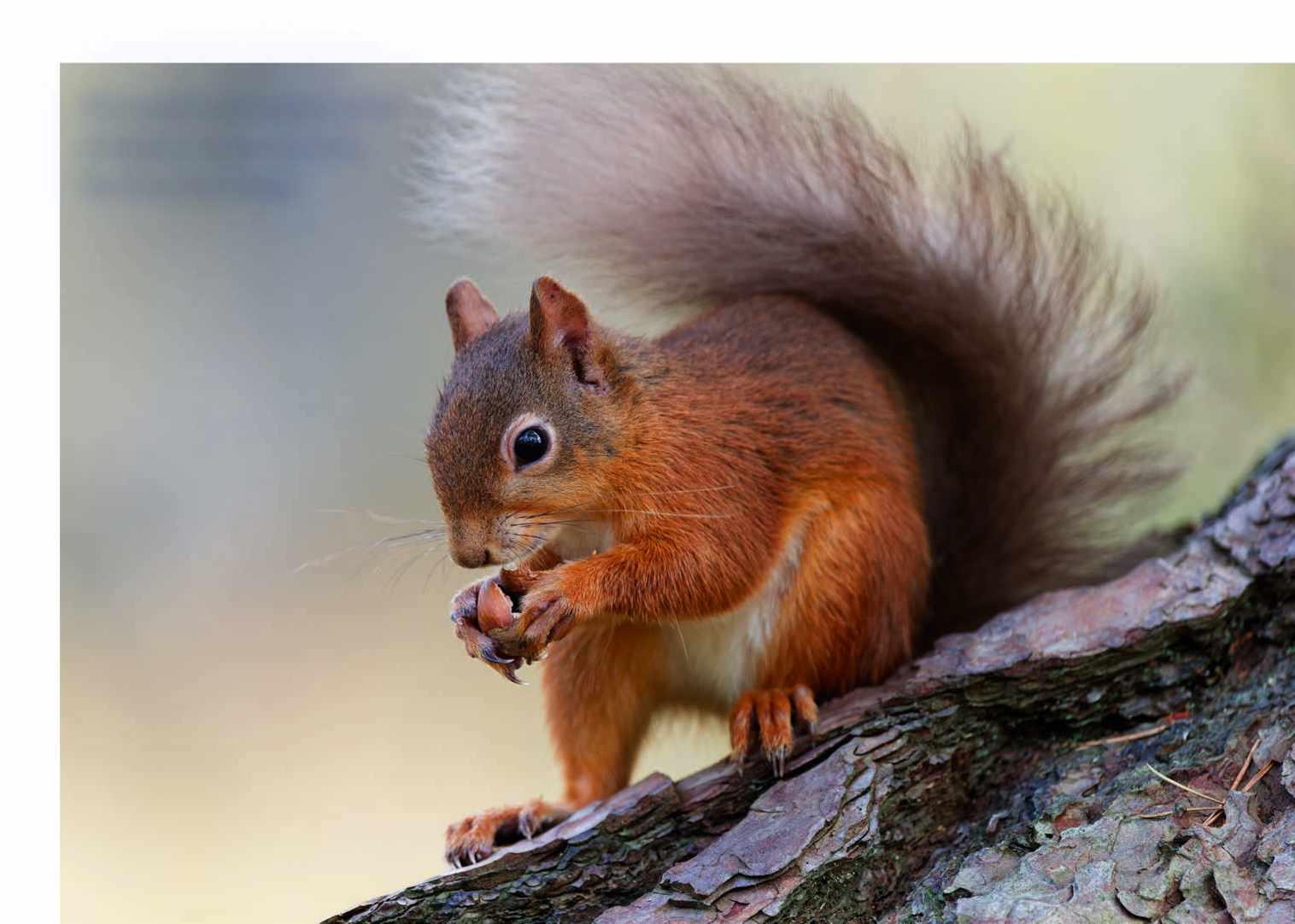 ENGLAND’S RED SQUIRRELS AT SERIOUS RISK OF EXTINCTION