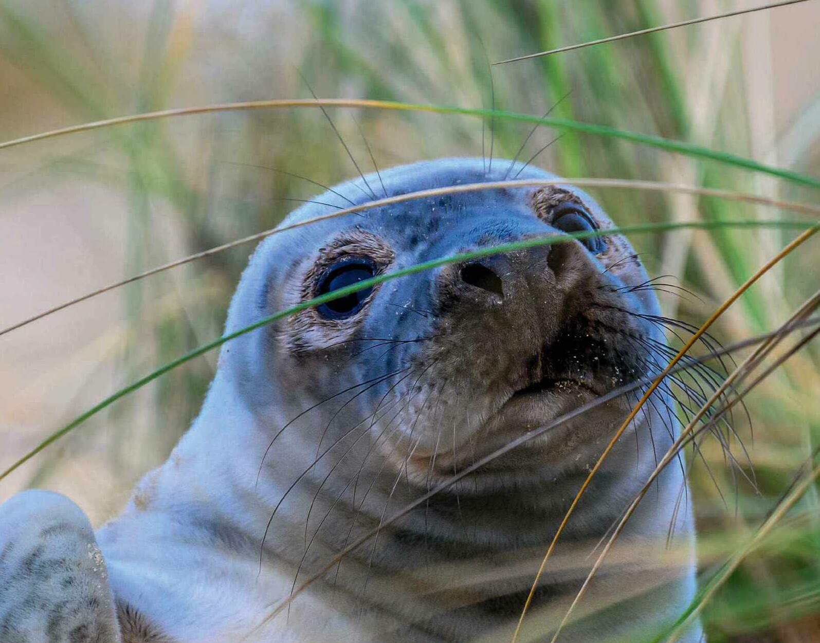 Where can I see common seals in Britain?