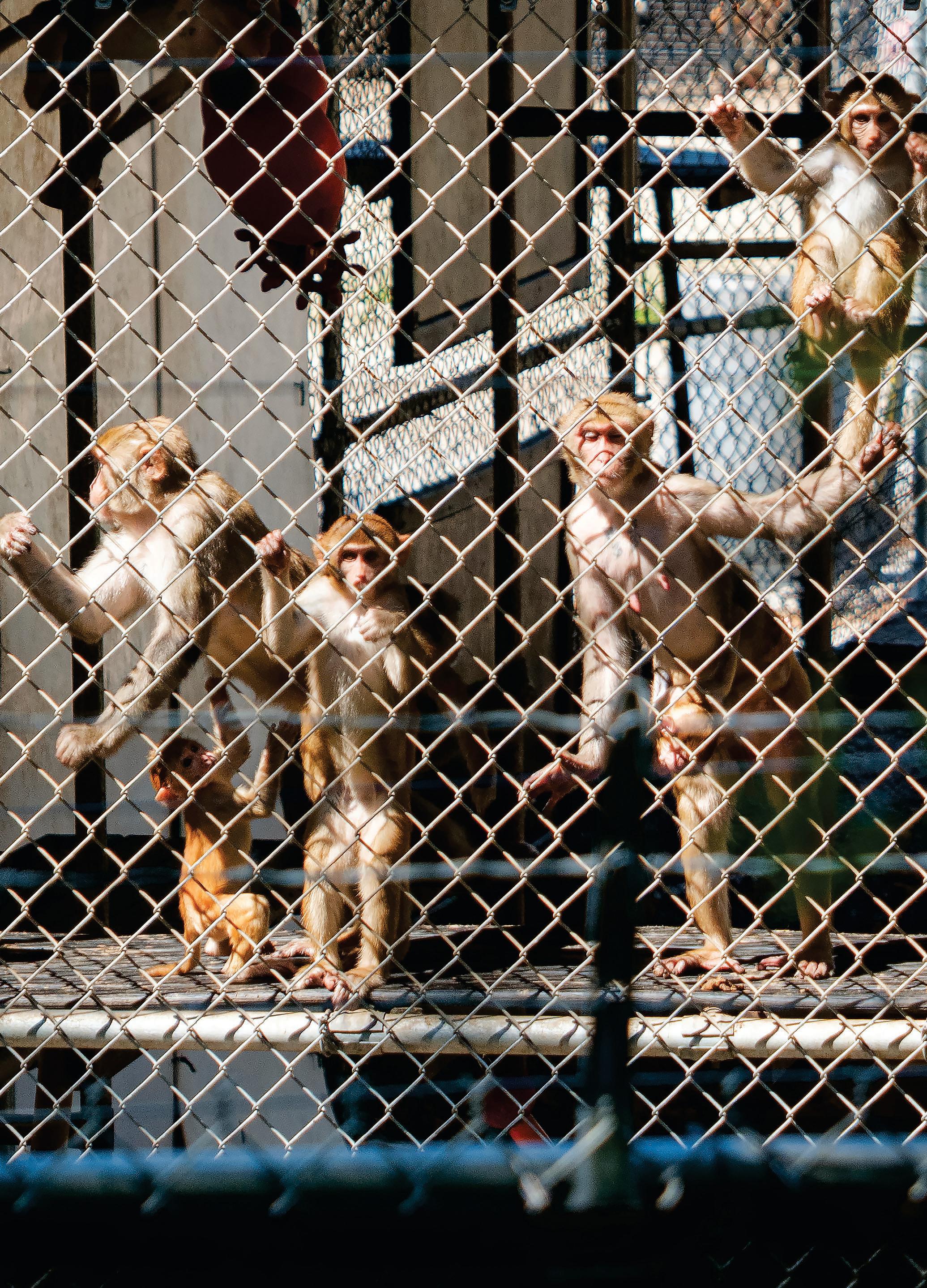 CAGE MATCH
