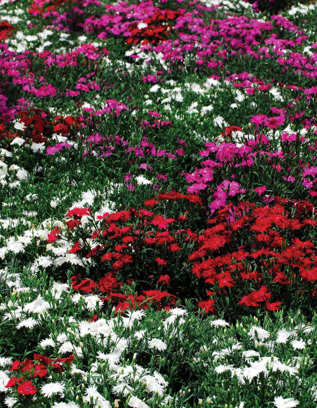 Darling Dianthus