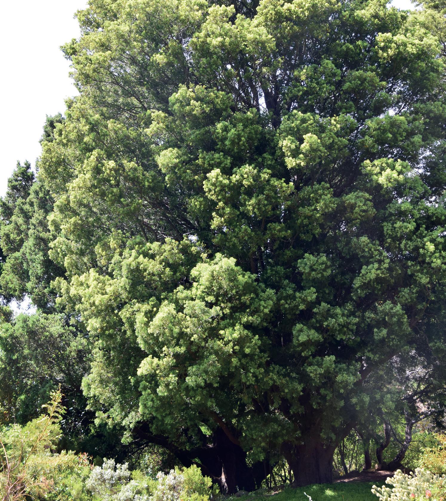 Enduring and venerable trees
