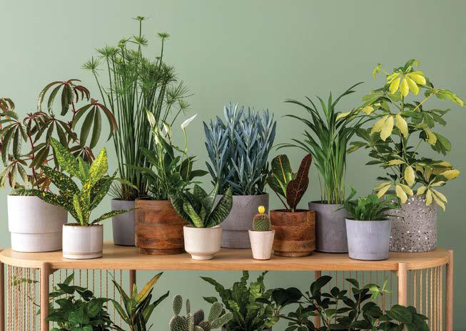 Winter indoor plant care