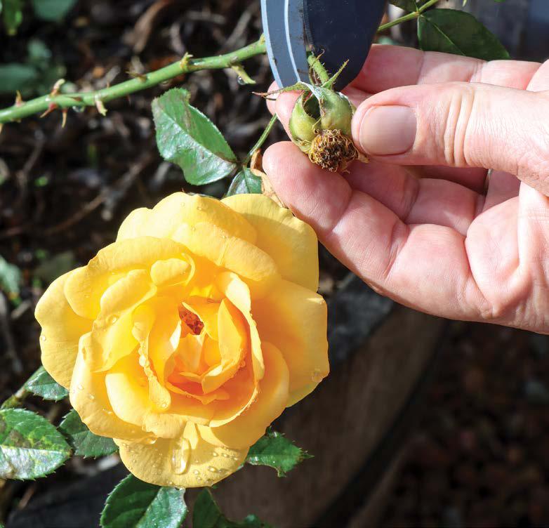 Pruning roses