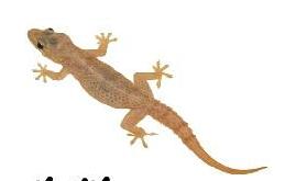 బల్లి శాస్త్రము