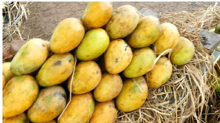 మామిడి కాయల మాగవేతలో ముఖ్యమైన సూచనలు