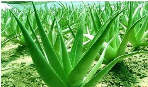 ఆరోగ్యానికి పోషకాల ఔషధం “ కలబంద,,