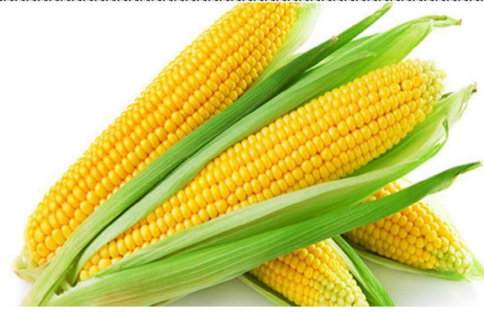 జంట సాలు పద్ధతిలో బిందు సేద్యం ద్వారా మొక్కజొన్న సాగు