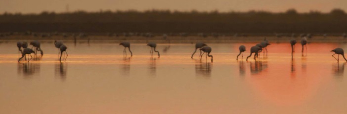De safari por España tras 10 especies emblemáticas