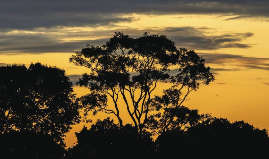 TAMBOPATA: EL PARAÍSO DE LA AMAZONÍA PERUANA