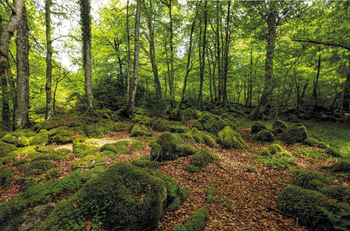 NAVARRA