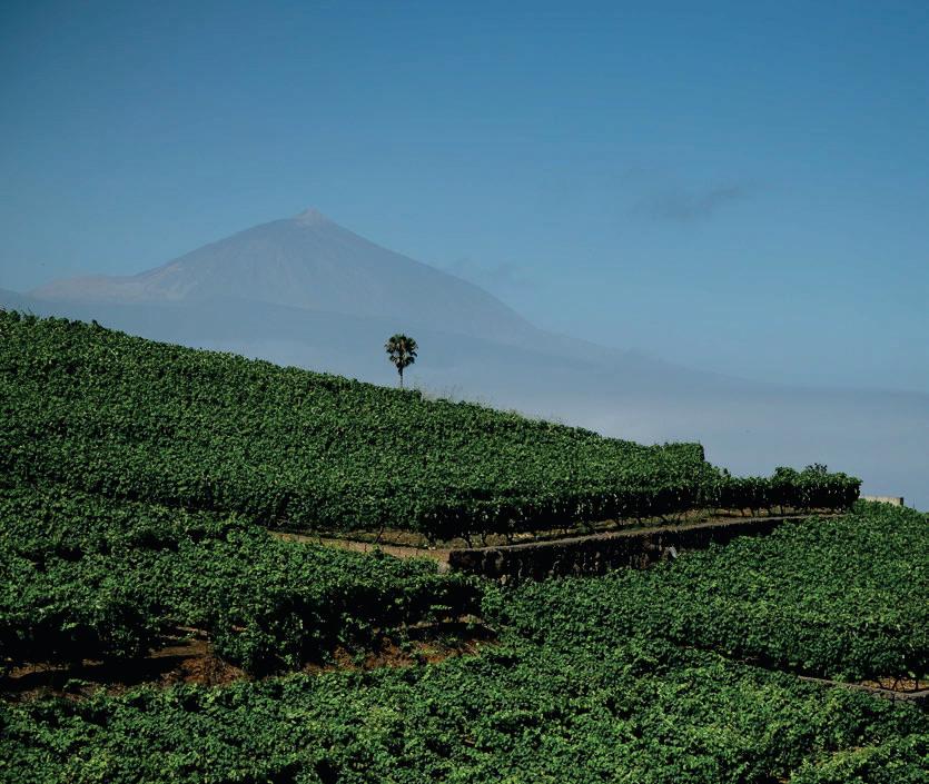 Tenerife sabe diferente: tradición, vanguardia y sabor atlántico