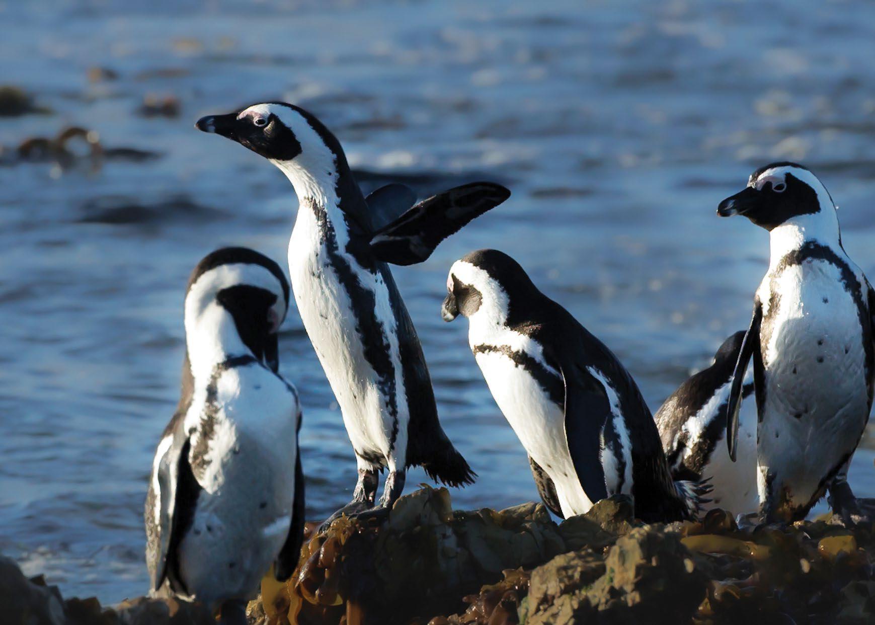 ALONG ROAD but a win for African Penguins