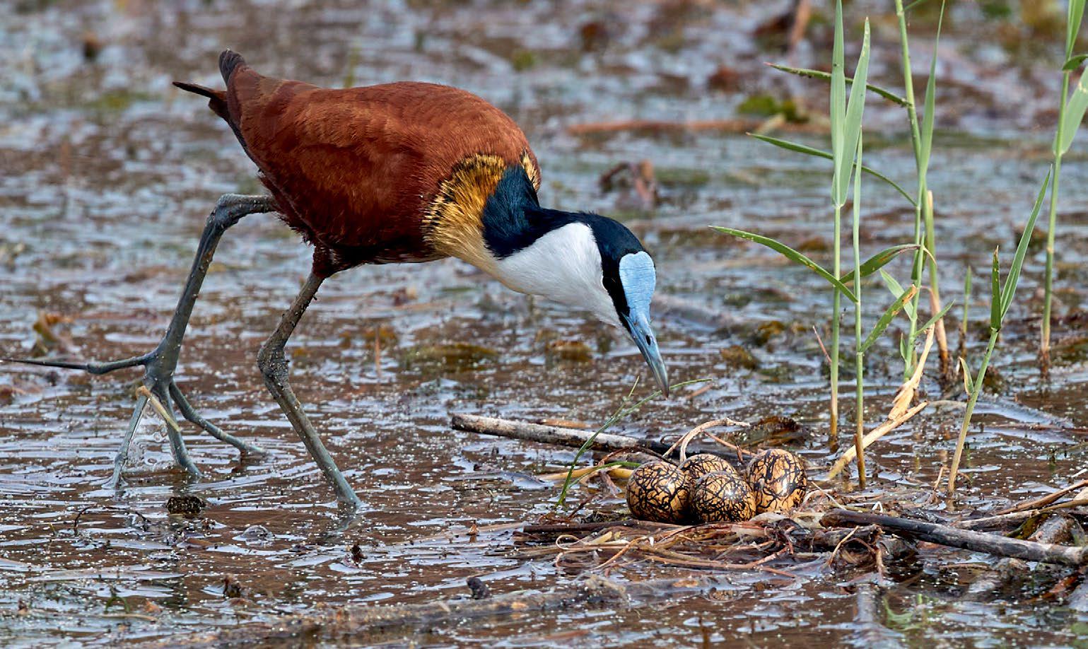 Jacana & the egg thief