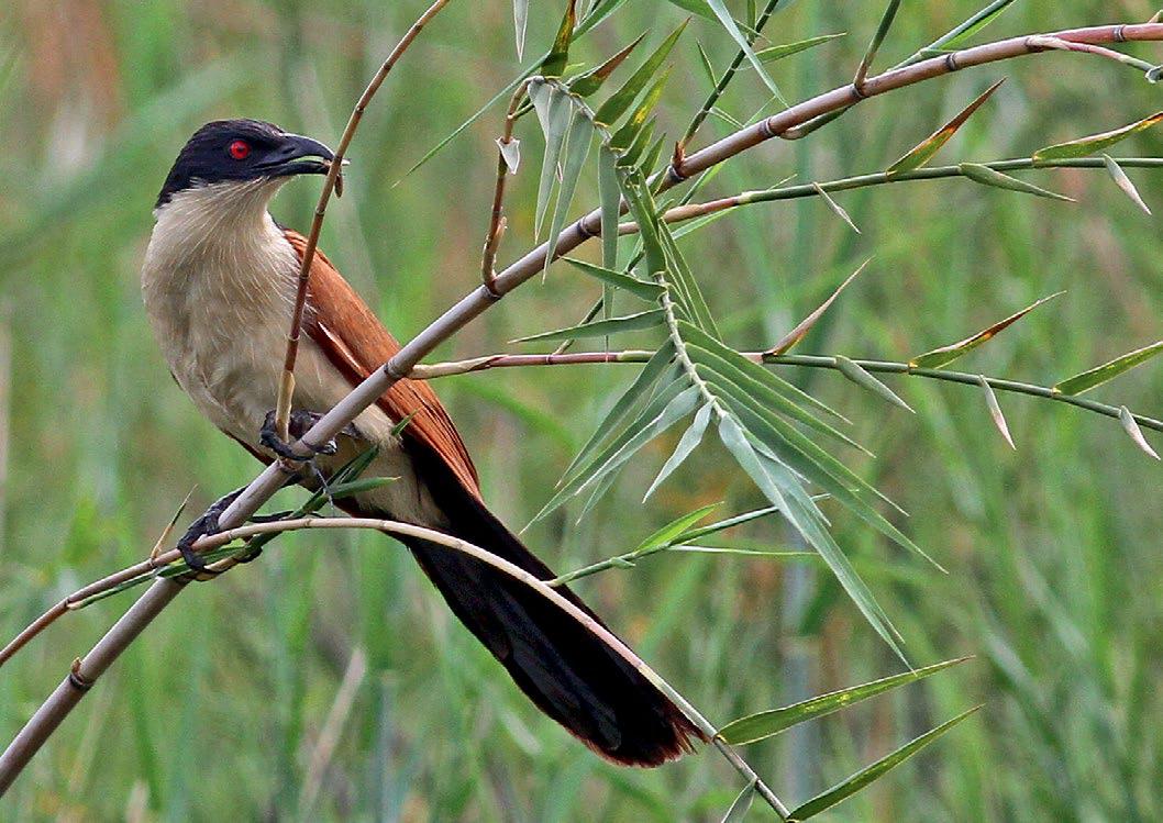 CAPRIVI AWAKENING