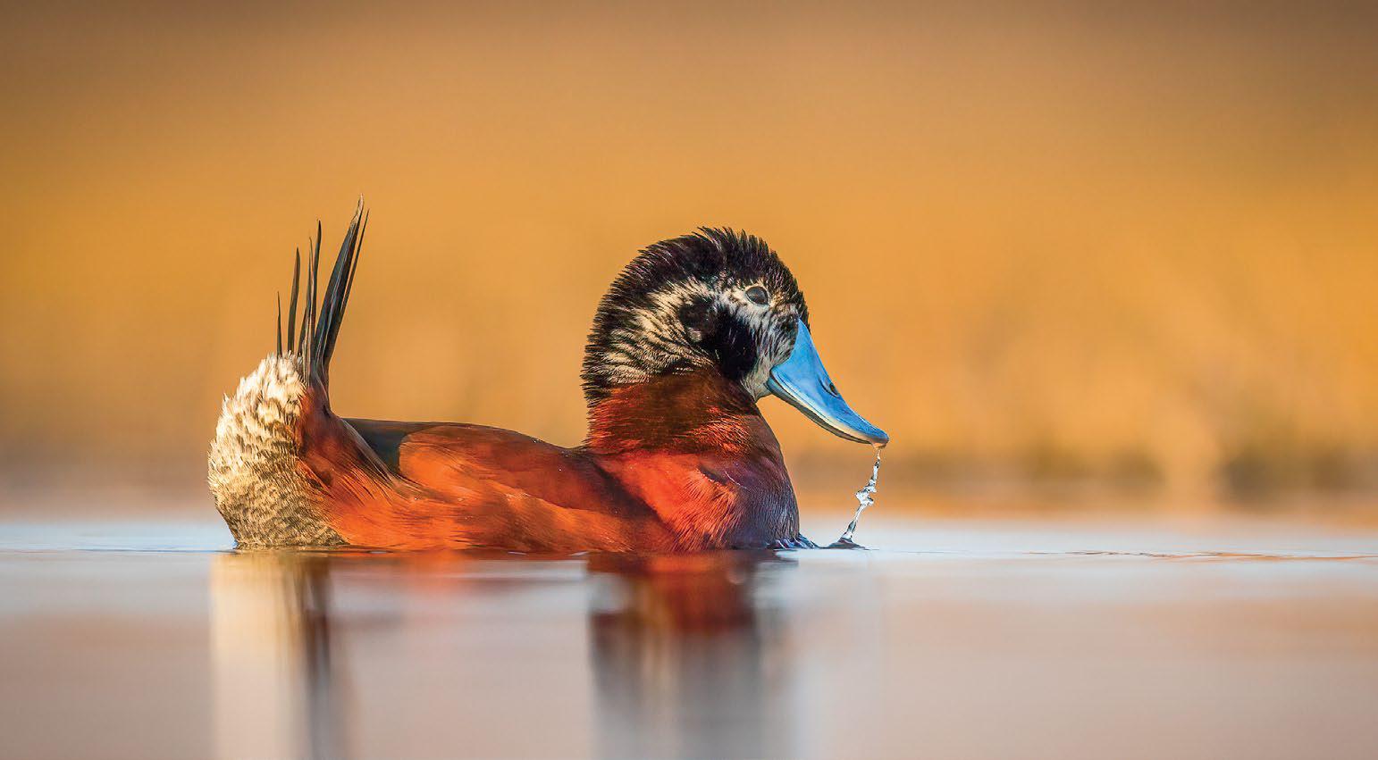 Ramsar Convention on Wetlands