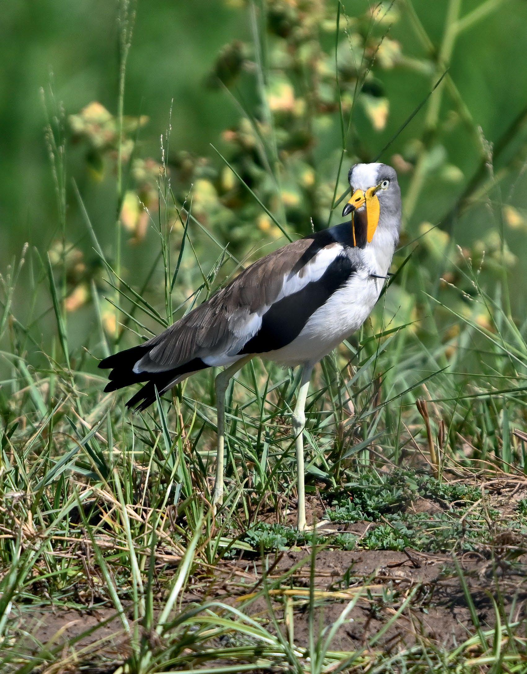 from riverbank TO SAVANNA