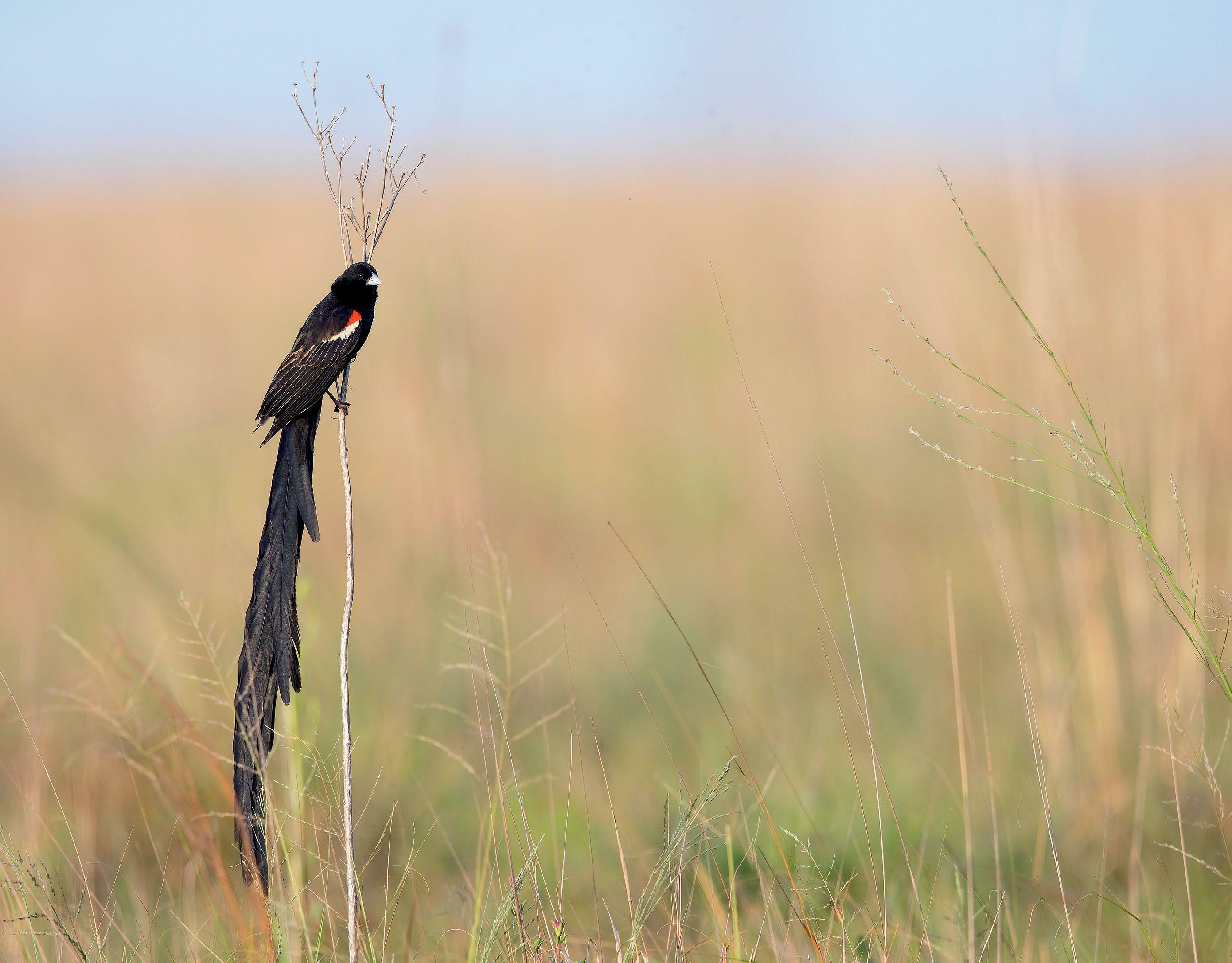 a TALL Tail