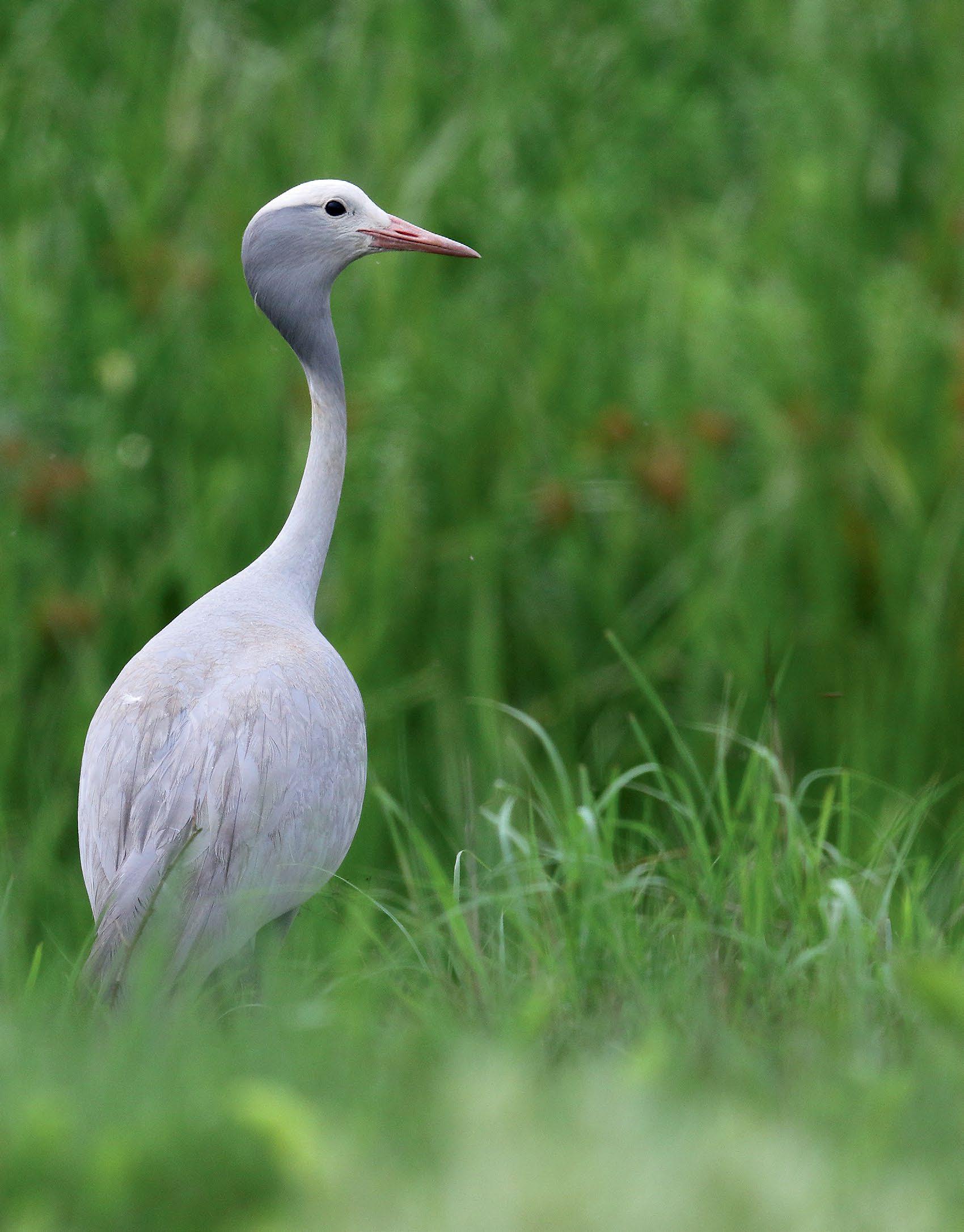 BLUE CRANE